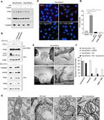 REA Antibody in Immunomicroscopy, Proximity Ligation Assay (PLA) (IM, PLA)