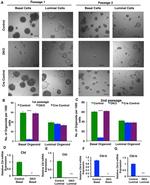 CD326 (EpCAM) Antibody in Flow Cytometry (Flow)