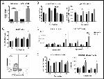 CD8b Antibody in Flow Cytometry (Flow)