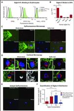 CD235a (Glycophorin A) Antibody in Immunocytochemistry (ICC/IF)