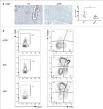 Perforin Antibody in Flow Cytometry (Flow)