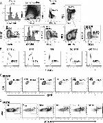 FOXP3 Antibody in Flow Cytometry (Flow)