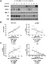 DOG-1 Antibody in Western Blot (WB)