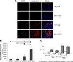 F4/80 Antibody in Immunocytochemistry, Immunohistochemistry (ICC/IF, IHC)