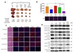 Ki-67 Antibody in Immunocytochemistry, Immunohistochemistry (ICC/IF, IHC)