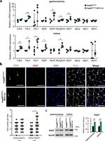 CD34 Antibody in Immunohistochemistry (Frozen) (IHC (F))