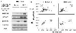 CD8a Antibody in Flow Cytometry (Flow)