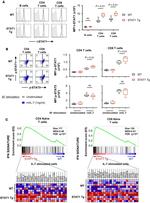 CD8a Antibody in Flow Cytometry (Flow)