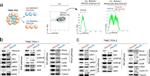 CD201 (EPCR) Antibody in Flow Cytometry (Flow)