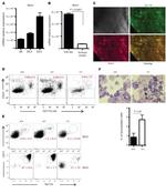 TER-119 Antibody in Immunohistochemistry (IHC)