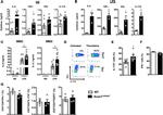 IFN gamma Antibody in Flow Cytometry (Flow)