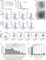 CD9 Antibody in Flow Cytometry (Flow)