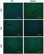 CD4 Antibody in Immunocytochemistry, Immunohistochemistry, Immunohistochemistry (Paraffin) (ICC/IF, IHC, IHC (P))