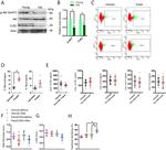 F4/80 Antibody in Flow Cytometry (Flow)