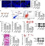 CD62P (P-Selectin) Antibody in Flow Cytometry (Flow)