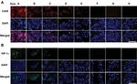 Carbonic Anhydrase IX Antibody in Immunocytochemistry (ICC/IF)