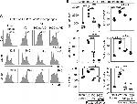 IL-6 Antibody in Flow Cytometry (Flow)