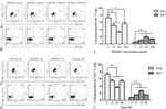 IL-17A Antibody in Flow Cytometry (Flow)