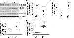 Annexin A1 Antibody in Western Blot (WB)