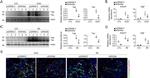 F4/80 Antibody in Immunocytochemistry (ICC/IF)