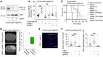 PDGF-D Antibody in Western Blot (WB)