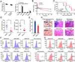 CD15 Antibody in Flow Cytometry (Flow)