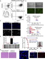 Ly-6A/E (Sca-1) Antibody in Flow Cytometry (Flow)