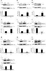 Cyclophilin B Antibody in Western Blot (WB)