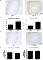 ADAMTS4 Antibody in Immunohistochemistry (IHC)