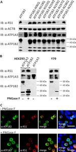 ATP1B2 Antibody in Western Blot (WB)