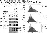 ATP1B2 Antibody in Western Blot, Flow Cytometry (WB, Flow)