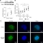 Klotho Antibody in Immunocytochemistry (ICC/IF)