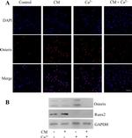 SP7 Antibody in Western Blot (WB)