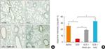 Claudin 1 Antibody in Immunohistochemistry (IHC)