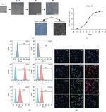 CD34 Antibody in Flow Cytometry (Flow)