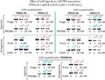 Sigma-1 Receptor Antibody in Western Blot (WB)