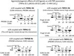 Sigma-1 Receptor Antibody in Western Blot (WB)