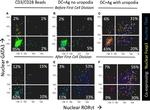 FOXP3 Antibody in Flow Cytometry (Flow)