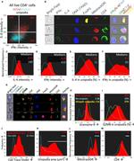 Granzyme B Antibody in Flow Cytometry (Flow)