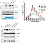 Alix Antibody in Western Blot (WB)