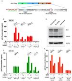 Alix Antibody in Western Blot (WB)