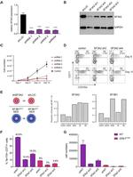 CD235a (Glycophorin A) Antibody in Flow Cytometry (Flow)