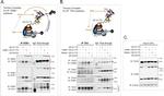 Phospho-Tau (Ser396) Antibody in Western Blot (WB)