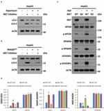 c-Met Antibody in Western Blot (WB)