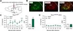 mCherry Antibody in Immunohistochemistry - Free Floating (IHC (Free))