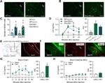 mCherry Antibody in Immunohistochemistry - Free Floating (IHC (Free))