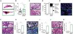 Alpha-Smooth Muscle Actin Antibody in Immunocytochemistry, Immunohistochemistry (ICC/IF, IHC)