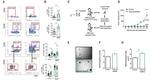 CD29 (Integrin beta 1) Antibody in Flow Cytometry (Flow)