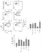 MHC Class II (I-A/I-E) Antibody in Flow Cytometry (Flow)