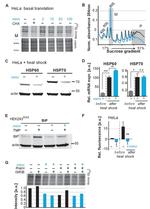 HSP60 Antibody in Western Blot (WB)